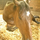 rs_pferd