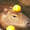 koarai