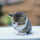 ponsuke