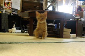 めがね屋の風景