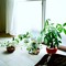 植物