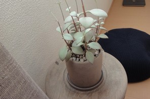 グリーン2.