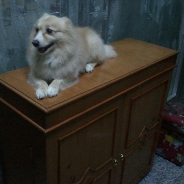 新しい戸棚