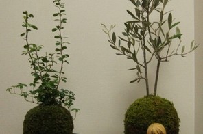 苔玉(自作)