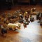 動物コレクション