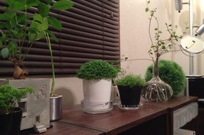 東側窓際　モコモコ系植物、他