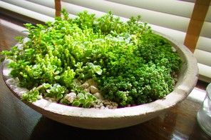 多肉の寄植えボウル