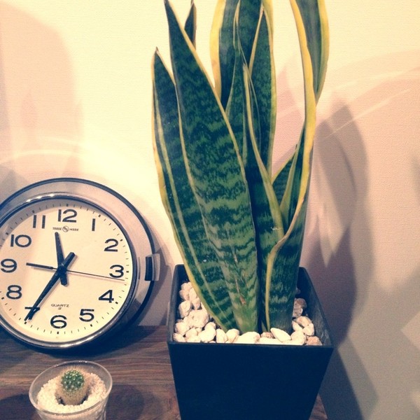 我が家の植物②