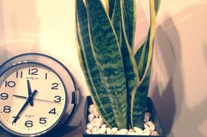 我が家の植物②