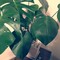 我が家の植物①
