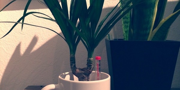 植物③