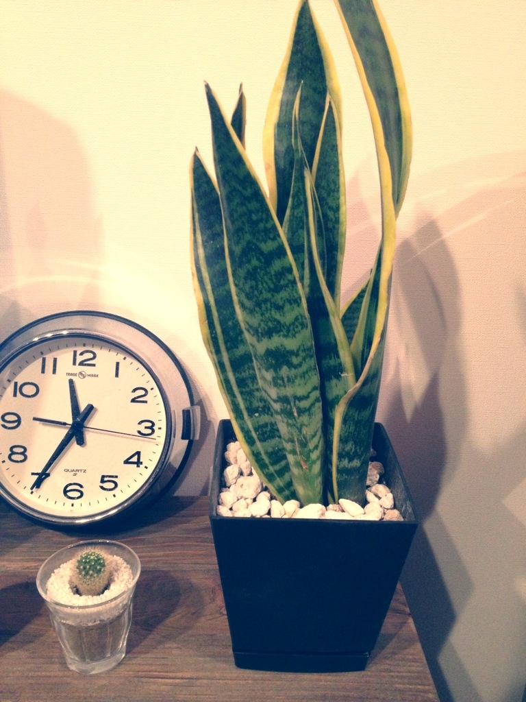 我が家の植物②