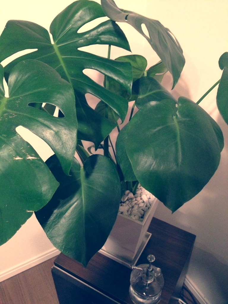 我が家の植物①